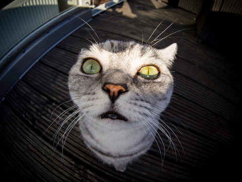 cats
