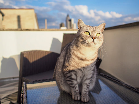 cat