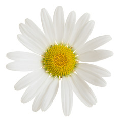 Oxeeye daisy, Leucanthemum vulgare flower isolated on white background