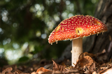red capped mushroom fungus