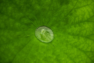 water on the lotus leaf 