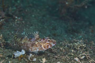越前の魚