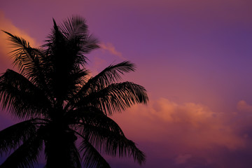 Fototapeta na wymiar silhouetted palm trees against vivid florida sunset