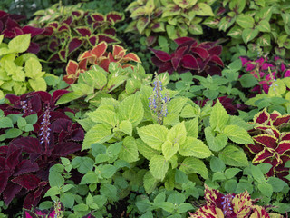 花壇のコリウス