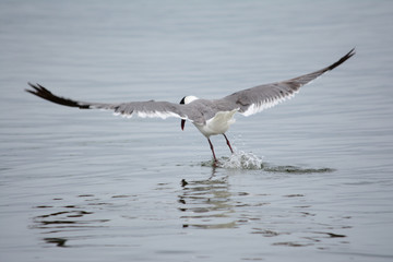 Seagull landing in water in ocean