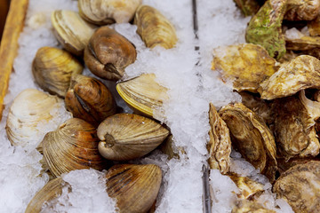 oysters on the store shelf