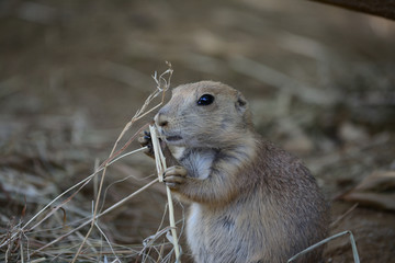 Prairie Dog eating grass