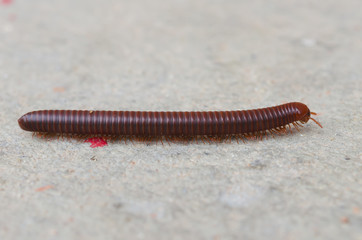 Macro of orange and black millipede on the floor, Millipede coiled, Disambiguation