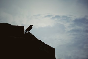 Silhouette of bird stand on the roof in dramatic sky. Low key. Nature background concept.