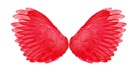 wings of birds red on white background