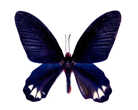 Red Halen Butterfly Top View on white background.