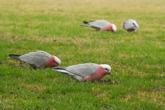 Pink and Gray Gallahs feeding