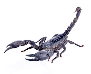scorpion on white background