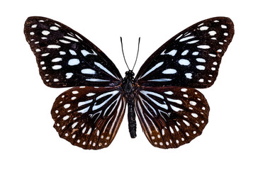 Obraz na płótnie Canvas A beautiful closeup Dark Blue Tiger Butterfly isolate on white background.(Tirumala septentrionis)