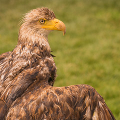 Wet Young Bald Eagle