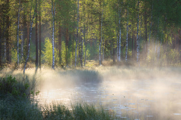 Naklejka na ściany i meble Small forest pond at sunrise