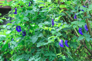 Butterfly pea flower with leaf in garden