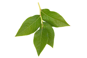 Blueberry fruit leaf closeup