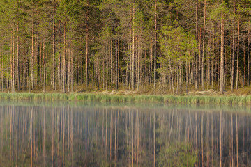 Forest reflecting to small lake at morning
