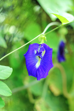 Butterfly pea flower with leaf in garden