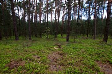 Polski las © Konrad_elx