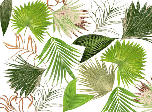 mix green leaves of palm tree on white background