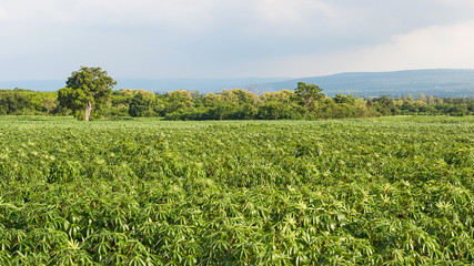 Fototapeta na wymiar Cassava