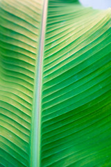Banane palm leaf, green nature trexture background