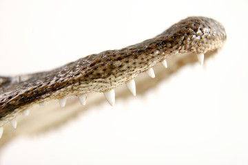 Aligator's jaw