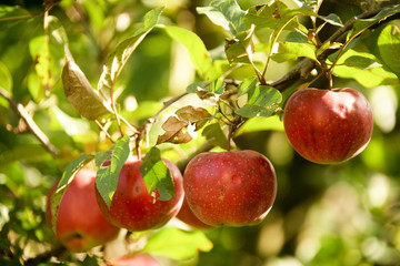 Apples on branch