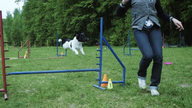 Sequence with slow motion racing in competition, animal agility race with dog running and doing slalom. Sequence with slow motion