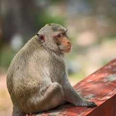 Close up monkey.