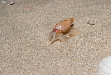 Sand Snail.