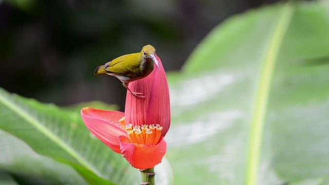 Grey-breasted Spiderhunter suckling sweet nectar from banana blossom.