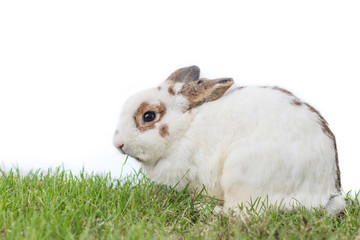 The easter bunny and Easter eggs on green grass