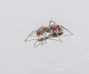 Ant mimic spider. These insects run around and are sot easy to photograph. They can be found on outside walls where the plaster makes a 90 degree angle.