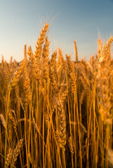 Ears of wheat growing on the field