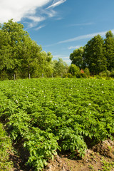 Fototapeta na wymiar Potatos Plants Growing In Vegetable Garden At Sunny Summer Season.