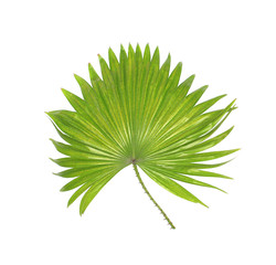 Naklejka premium green leaf of palm tree isolated on white background