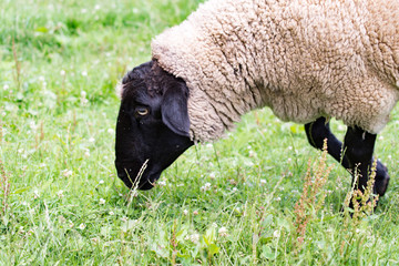 Obraz premium 清里 まきば公園 ひつじ(サフォーク種)