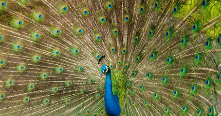 Naklejka premium The Many Eyed Peacock