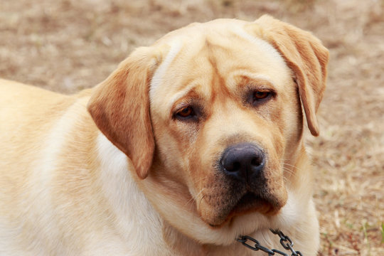 dog breed Labrador