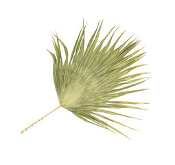 Fototapeta premium green leaf of palm tree isolated on white background