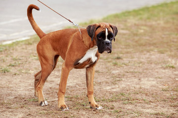 Dog breed Boxer