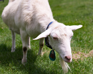 Obraz premium 清里 まきば公園 やぎ(日本ザーネン)