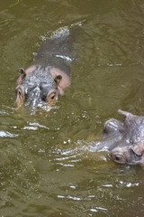 Hippo's head on water.