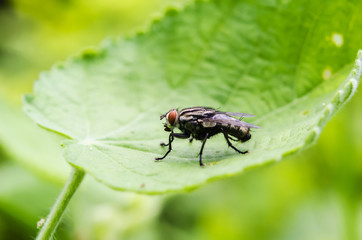 Black flies are hanging on green leaves.