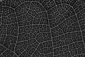 Leaf texture pattern background for graphic website template, spring beauty, environment and ecology idea concept design. Color effect picture.