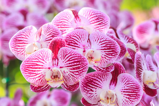 Beautiful orchid flower in the garden at winter or spring day for postcard, beauty and agriculture idea concept design. Orchids are export business products of Thailand that make a lot of money.