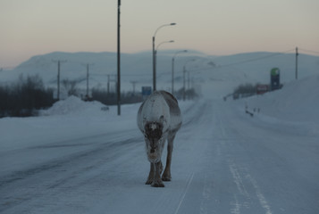 Morning with reindeer and sunrise